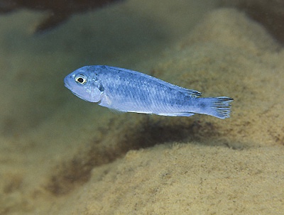 Chindongo socolofi 'Cobwe'